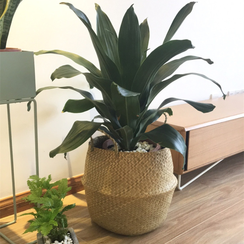 Aloe Vera Pot - Indoor Nordic decorative seagrass woven flower