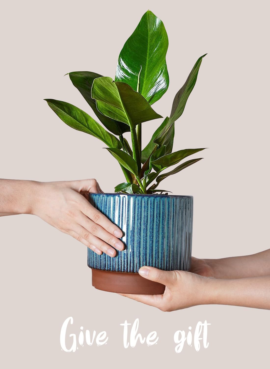 Set of 3 Ceramic Plant Pots wi – Aloe Vera Pot Bewertung und Preis