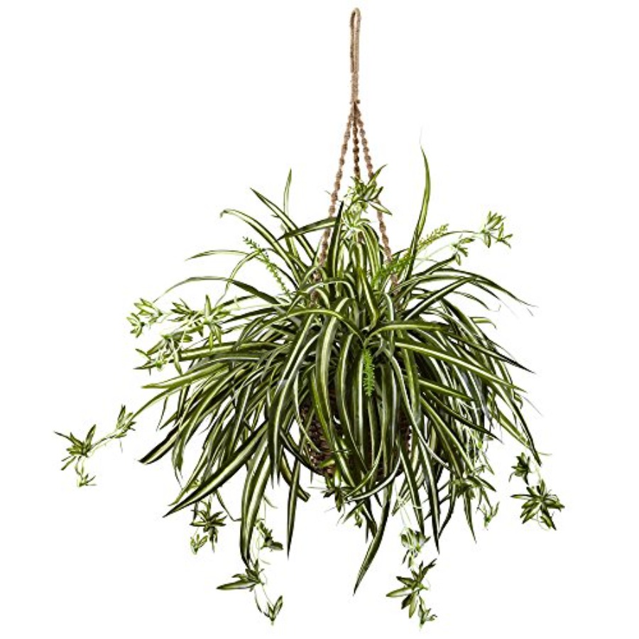 Spider Plant Hanging Basket fo – Spider Plant Hanging Bewertung und Preis