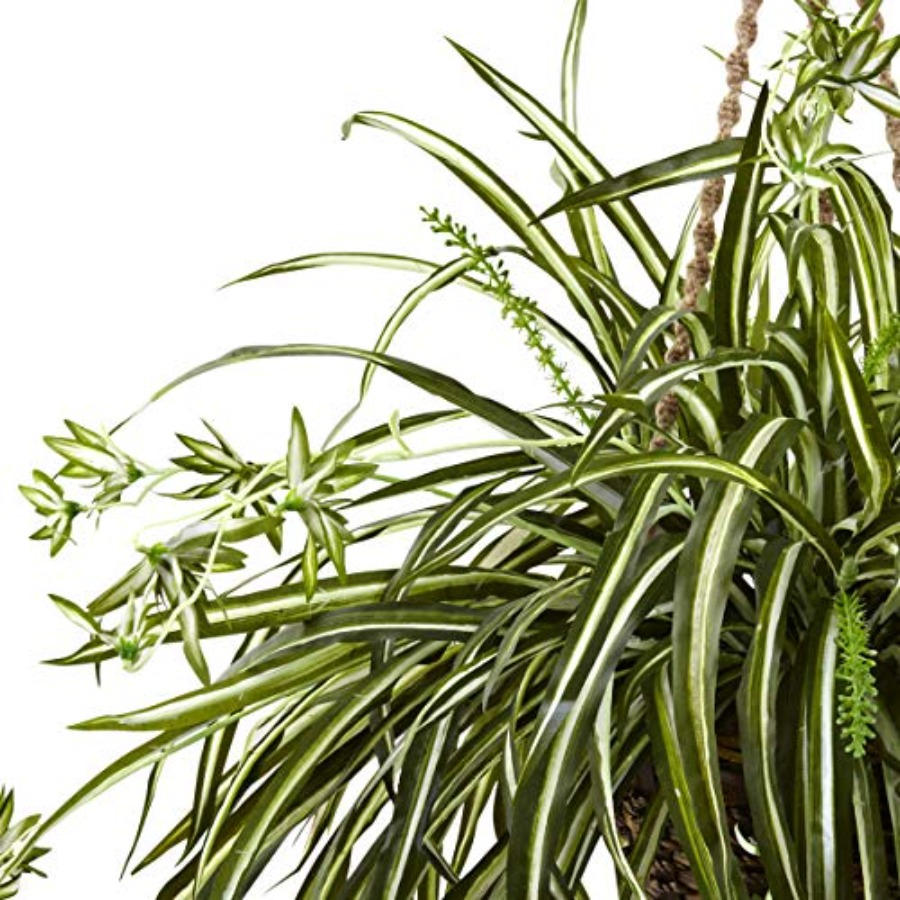 Spider Plant Hanging Basket fo – Spider Plant Hanging Bewertung und Preis