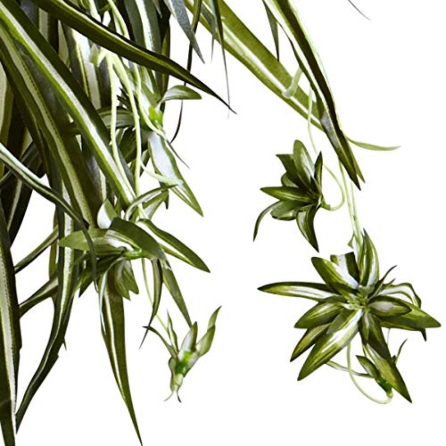 Spider Plant Hanging Basket fo – Spider Plant Hanging Bewertung und Preis