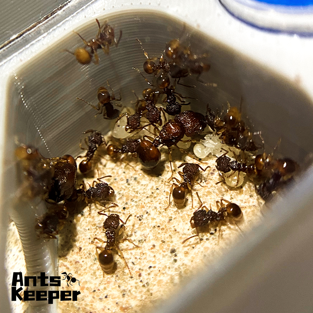 【Basic Farm】Ants Farm with Wat – Begonia Rex Bewertung und Preis