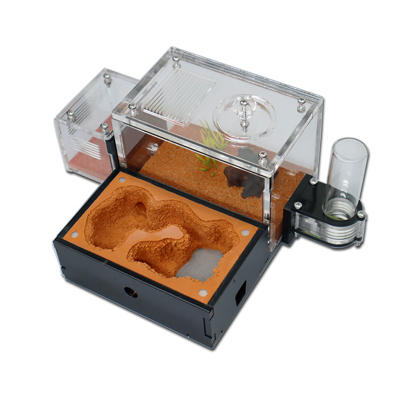 Yellow Soil Ant Farm with Exte – Begonia Rex Bewertung und Preis