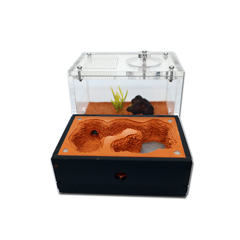 Yellow Soil Ant Farm with Exte – Begonia Rex Bewertung und Preis