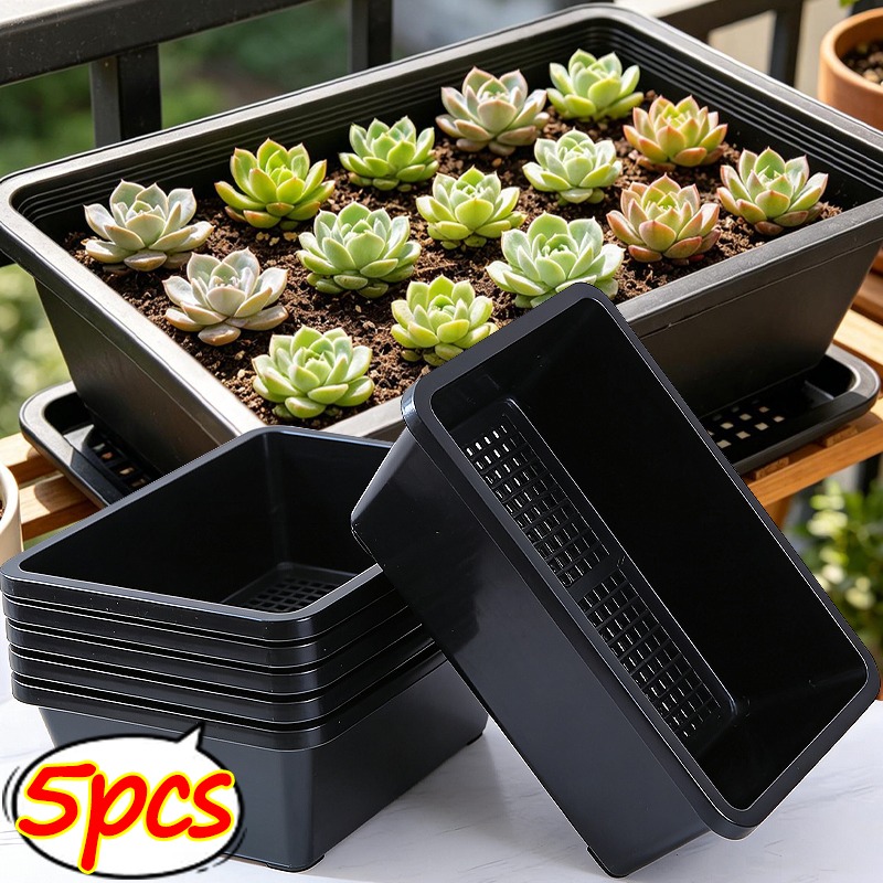Succulent Plants Seedling Tray – Echeveria Succulent Bewertung und Preis