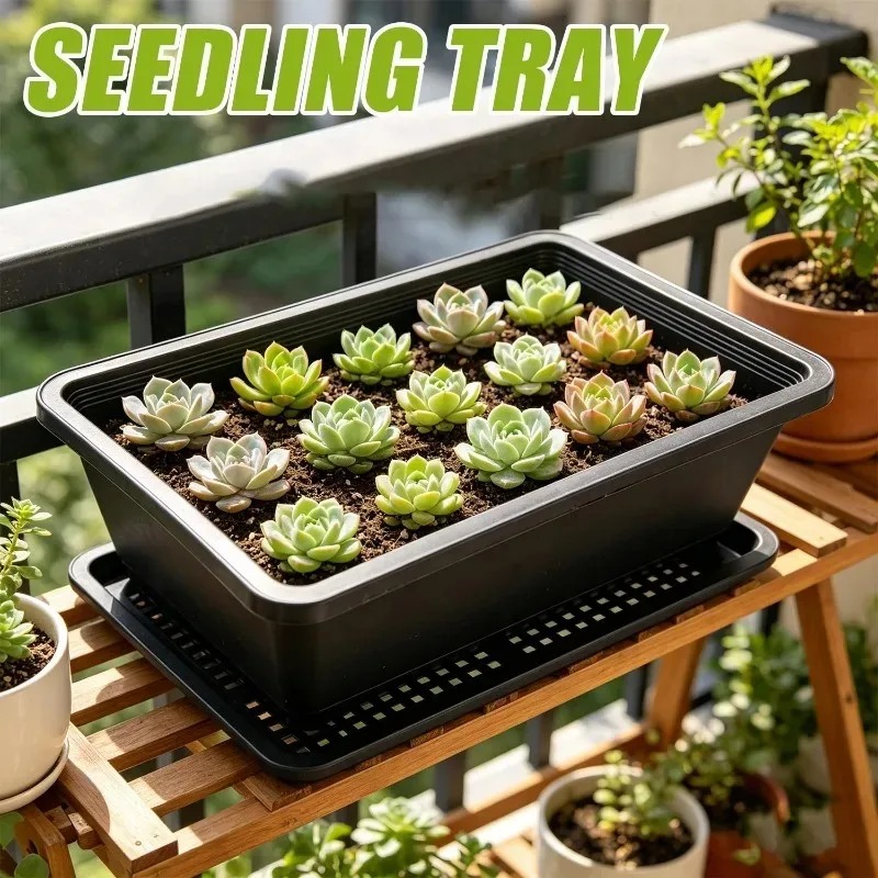 Succulent Plants Seedling Tray – Echeveria Succulent Bewertung und Preis