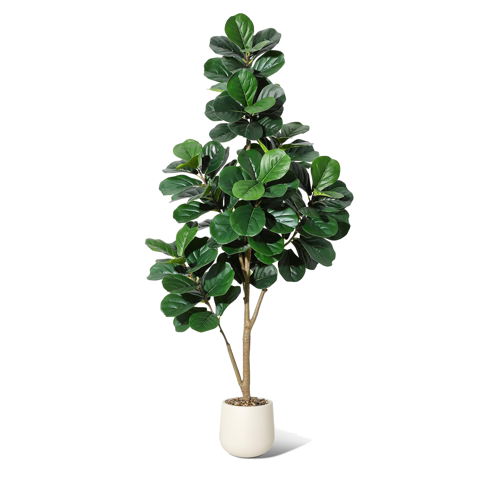 4-7 FT Fiddle Leaf Fig Tree Ar – Ficus Lyrata Tree Bewertung und Preis