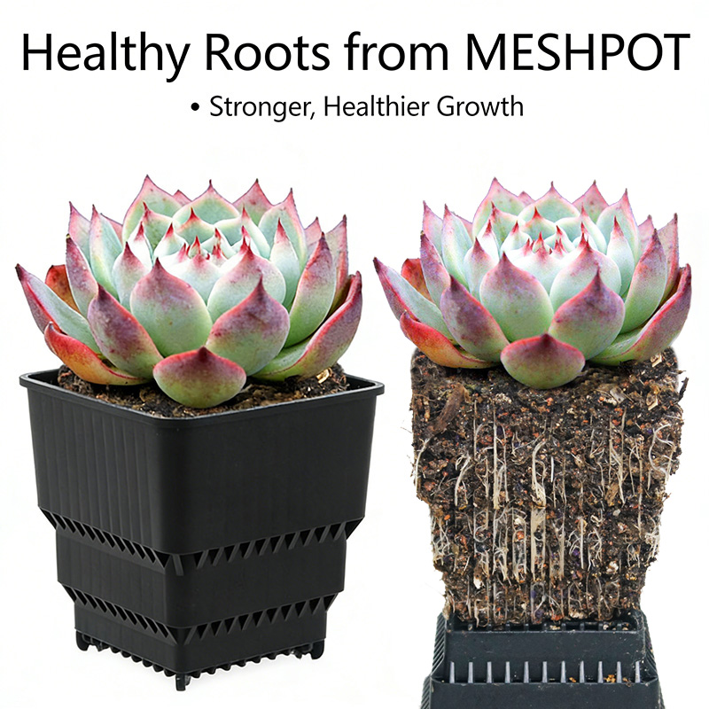 MESHPOT 6-Pack Square Pots for – Echeveria Succulent Bewertung und Preis