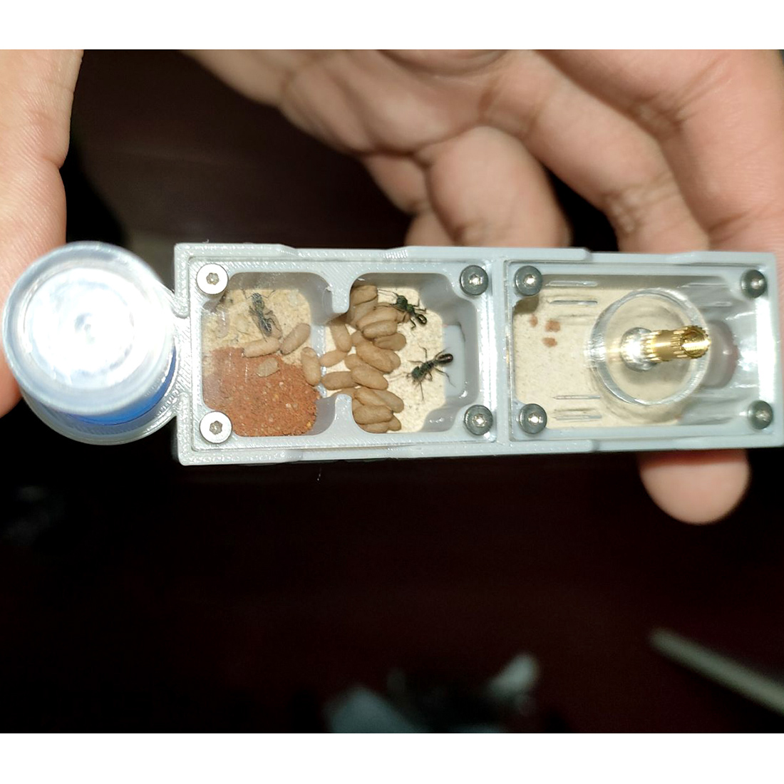 【Truck】Ant Farm for Ants keepe – Begonia Rex Bewertung und Preis